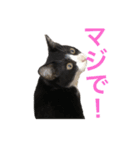 十夢君スタンプ改（個別スタンプ：1）