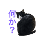 十夢君スタンプ改（個別スタンプ：5）