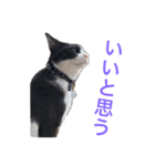 十夢君スタンプ改（個別スタンプ：8）