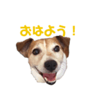 犬のラビ（個別スタンプ：1）