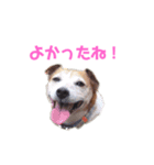 犬のラビ（個別スタンプ：2）