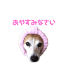 犬のラビ（個別スタンプ：3）