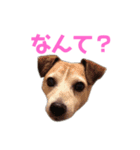 犬のラビ（個別スタンプ：4）