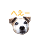 犬のラビ（個別スタンプ：5）