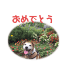 犬のラビ（個別スタンプ：6）