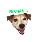 犬のラビ（個別スタンプ：7）