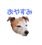 犬のラビ（個別スタンプ：8）