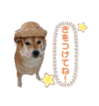 きまぐれマロン姉さん♡（個別スタンプ：8）