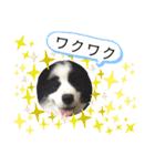 ボーダーレーン•ネオ＆エラ ファミリー（個別スタンプ：16）