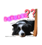 ボーダーレーン•ネオ＆エラ ファミリー（個別スタンプ：28）