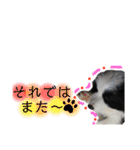 ボーダーレーン•ネオ＆エラ ファミリー（個別スタンプ：37）