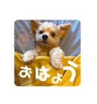 コナハナナルミート（個別スタンプ：14）