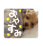 コナハナナルミート（個別スタンプ：15）