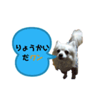 チワワだワン（個別スタンプ：3）