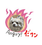 チワワだワン（個別スタンプ：8）