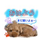 トイプードル（晴明）7（個別スタンプ：4）