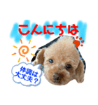 トイプードル（晴明）7（個別スタンプ：5）