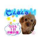 トイプードル（晴明）7（個別スタンプ：7）