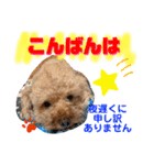 トイプードル（晴明）7（個別スタンプ：8）