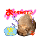 トイプードル（晴明）7（個別スタンプ：9）