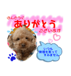 トイプードル（晴明）7（個別スタンプ：13）