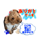 トイプードル（晴明）7（個別スタンプ：14）