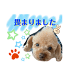 トイプードル（晴明）7（個別スタンプ：17）