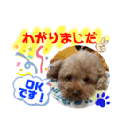 トイプードル（晴明）7（個別スタンプ：19）
