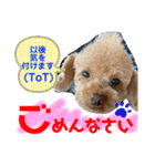 トイプードル（晴明）7（個別スタンプ：20）