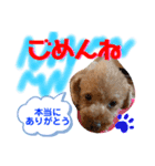 トイプードル（晴明）7（個別スタンプ：21）