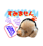 トイプードル（晴明）7（個別スタンプ：23）