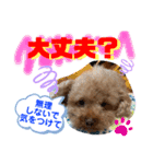 トイプードル（晴明）7（個別スタンプ：24）