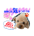 トイプードル（晴明）7（個別スタンプ：25）