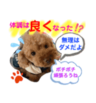 トイプードル（晴明）7（個別スタンプ：26）