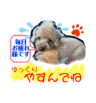 トイプードル（晴明）7（個別スタンプ：27）
