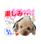 トイプードル（晴明）7（個別スタンプ：28）