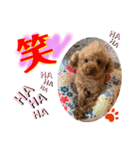 トイプードル（晴明）7（個別スタンプ：32）
