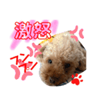 トイプードル（晴明）7（個別スタンプ：33）