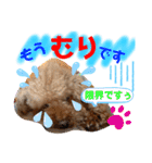 トイプードル（晴明）7（個別スタンプ：35）