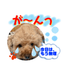 トイプードル（晴明）7（個別スタンプ：36）