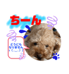 トイプードル（晴明）7（個別スタンプ：37）