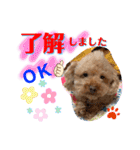トイプードル（晴明）7（個別スタンプ：40）