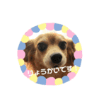 HMM stam P②（個別スタンプ：12）