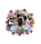 HMM stam P②（個別スタンプ：15）