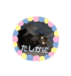 HMM stam P②（個別スタンプ：16）