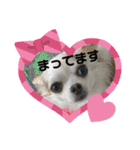 HMM stam P②（個別スタンプ：17）