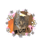 HMM stam P②（個別スタンプ：20）