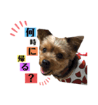 たぐち犬の可愛い子たち（個別スタンプ：1）