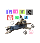 たぐち犬の可愛い子たち（個別スタンプ：3）