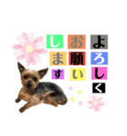 たぐち犬の可愛い子たち（個別スタンプ：5）